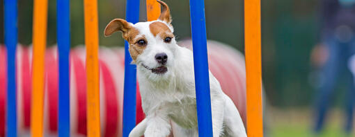 kleine hond die mee doet aan behendigheidscursus