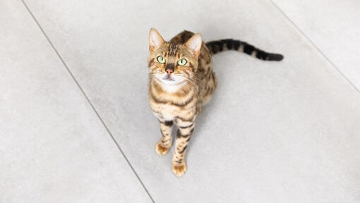 Kitten Opvoeden - Kat Opvoeden En Trainen | Purina