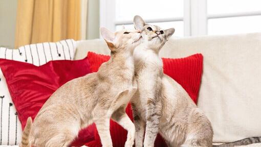 2 katten spelen op een bank