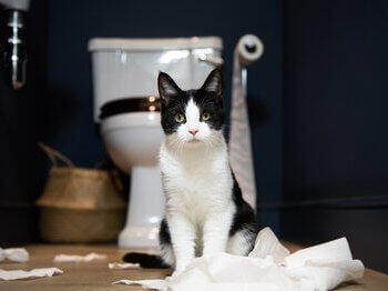 Kat in de badkamer