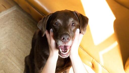 vrouw houdt de kop van chocolade bruine labrador vast