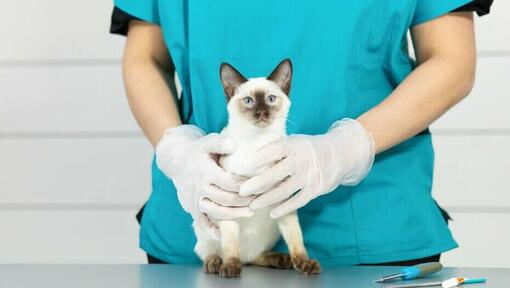 Siamese kat met lichte vacht op dierenartsentafel