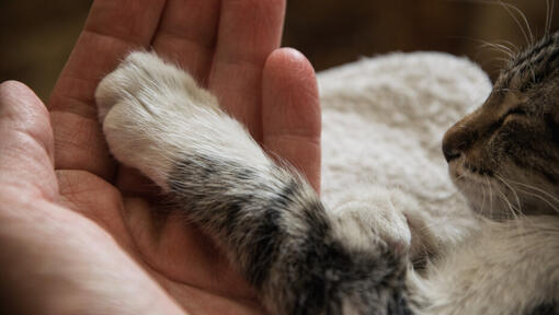 Kattenpootje in handpalm