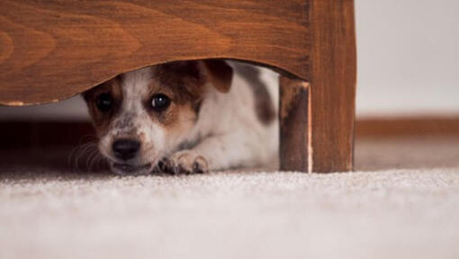 Kleine pup verstopt onder meubels