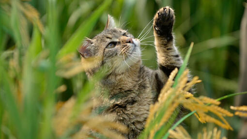 Cyperse kat in het lange gras