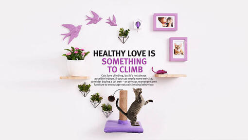 Purina healhty love pogramma