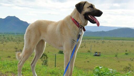 Anatolische herder die in het veld staat