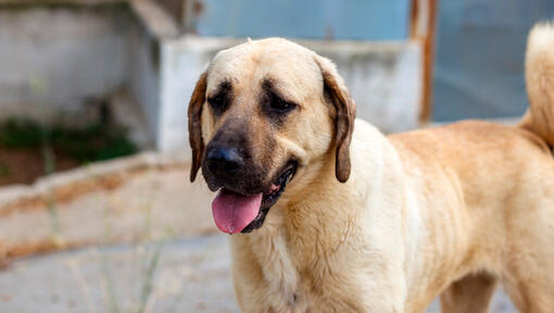 Anatolische herder met open mond