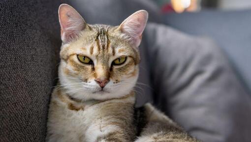 Aziatische kat maakt zich klaar om op de bank te slapen