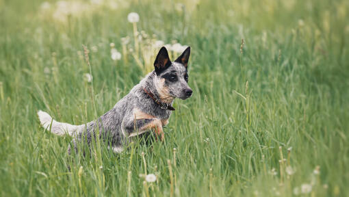 Australian Cattle Dog loopt in het veld