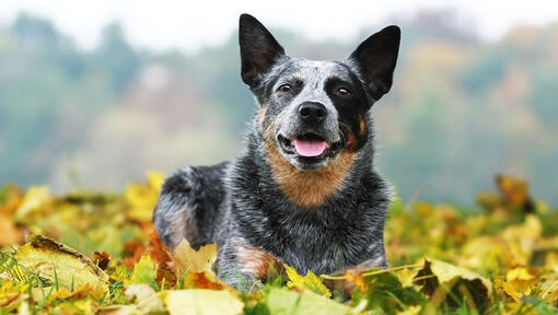 Australian Cattle Dog liggend op het gras bedekt met bladeren