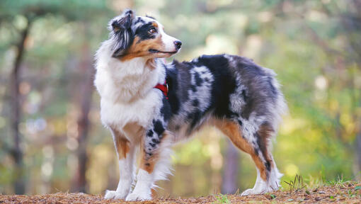 Australische herder in het bos