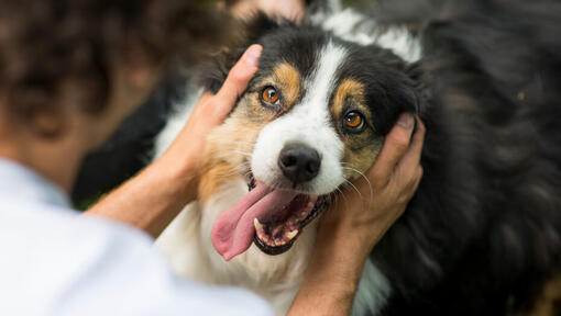 Australian Shepherd met de eigenaar