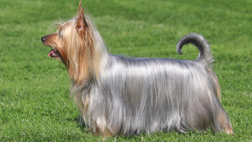 Australische Silky Terrier staande op het gras