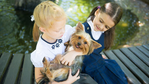 Australische Silky Terrier met kinderen