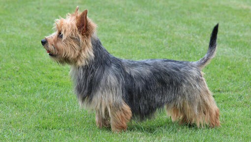 Australian Terrier staande op het gras