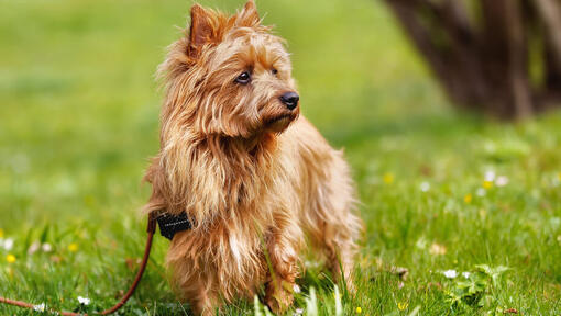 Australian Terrier met rode vacht op het gras