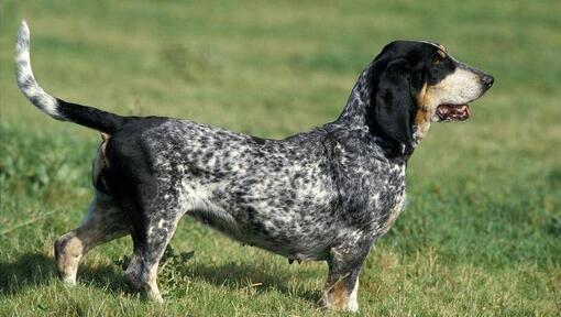 Basset Bleu De Gascogne in het veld