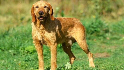 Basset Fauve De Bretagne in het veld