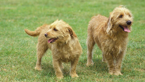 Twee Bassets Fauve De Bretagne genieten van de wandeling