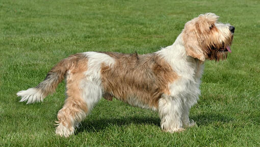 Petit Basset Griffon Vendeen staand op het gras