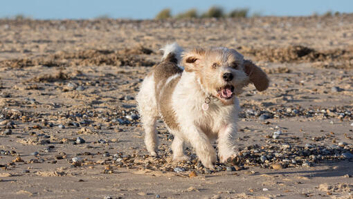 Petit Basset Griffon Vendeen rent