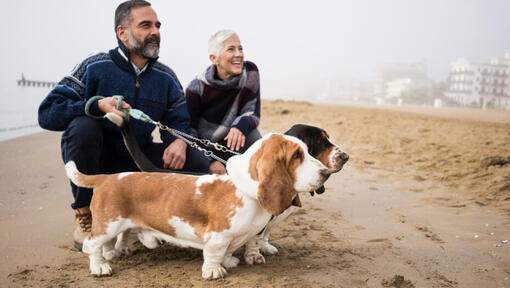 Basset Houds met de eigenaren op het strand.