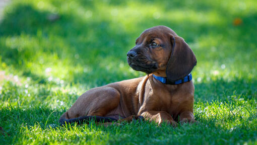 Beierse Bergzweethond puppy die op het gras liggen