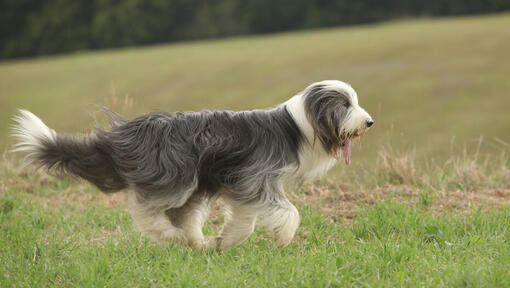 Bearded Collie op het veld