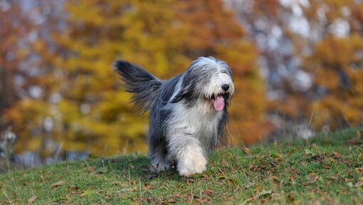 Bearded Collie wandelt in het bos