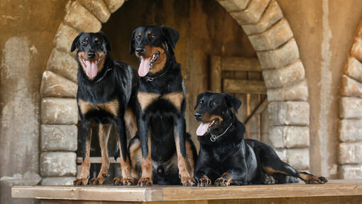 Drie Beaucerons staand