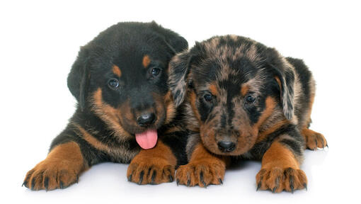 Twee Beauceron puppy's