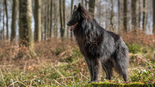 Groenendaeler in het bos