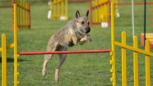 Laekense herder die over het obstakel springt