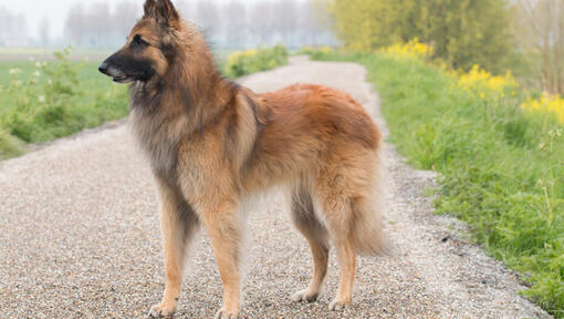 Tervuerense herder staat op de weg