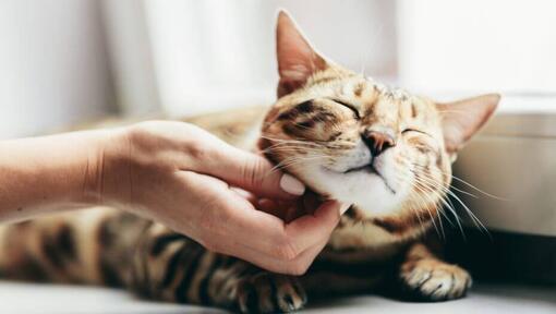 Vrouw aait Bengaalse kat, die op de vensterbank ligt