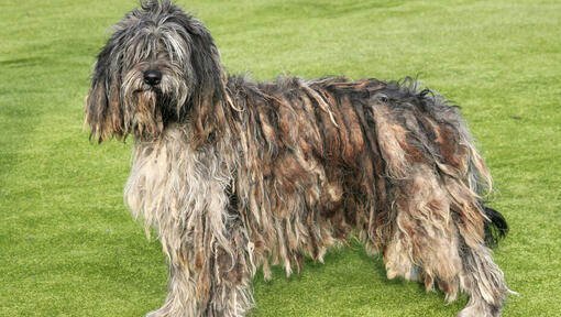 Bergamasco staande op het grasveld