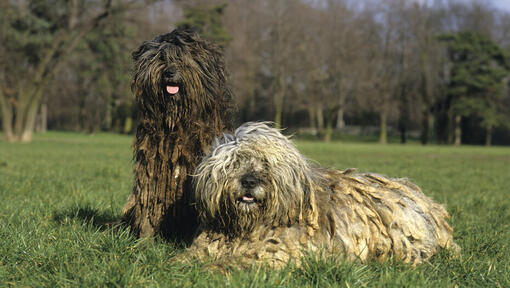 Twee Bergamasco honden in het veld