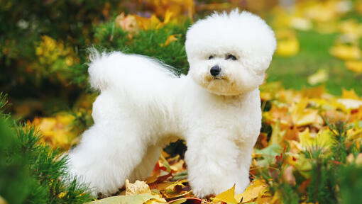 Bichon Frise tussen de bladeren