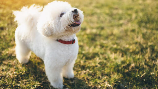 Bichon Frise kijkt op