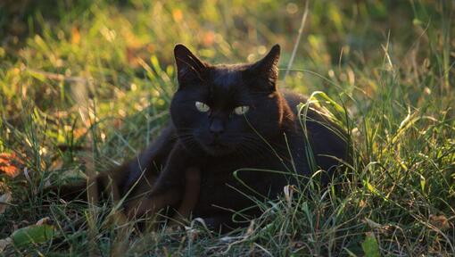 Bombay kat ligt op het bloemenveld