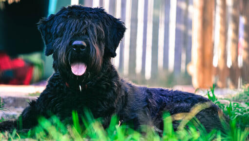 Bouvier Des Flandres liggend op de grond