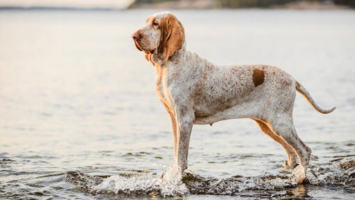 Bracco Italiano staat bij het water