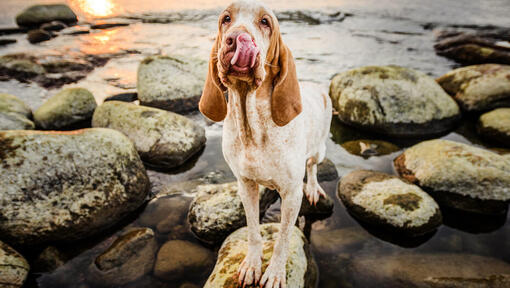 Bracco Italiano staat op de rotsen bij het water