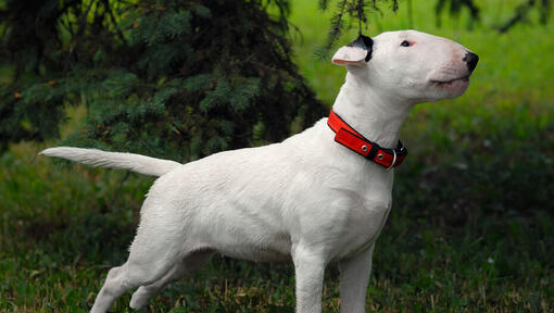 Bull Terrier staand op het gras