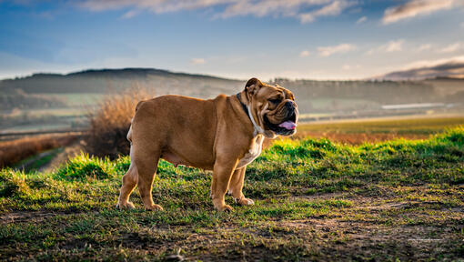 Bulldog staand in het veld
