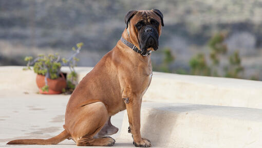 Bullmastiff zittend op het erf