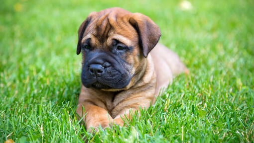 Bullmastiff pup liggend op het gras