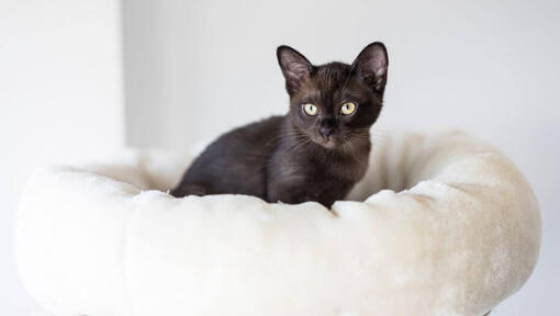 Burmese kitten ligt op een kussen