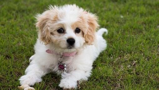 Cavachon liggend op het gras opleggen